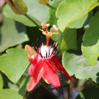 Passiflora miniata Vanderpl.